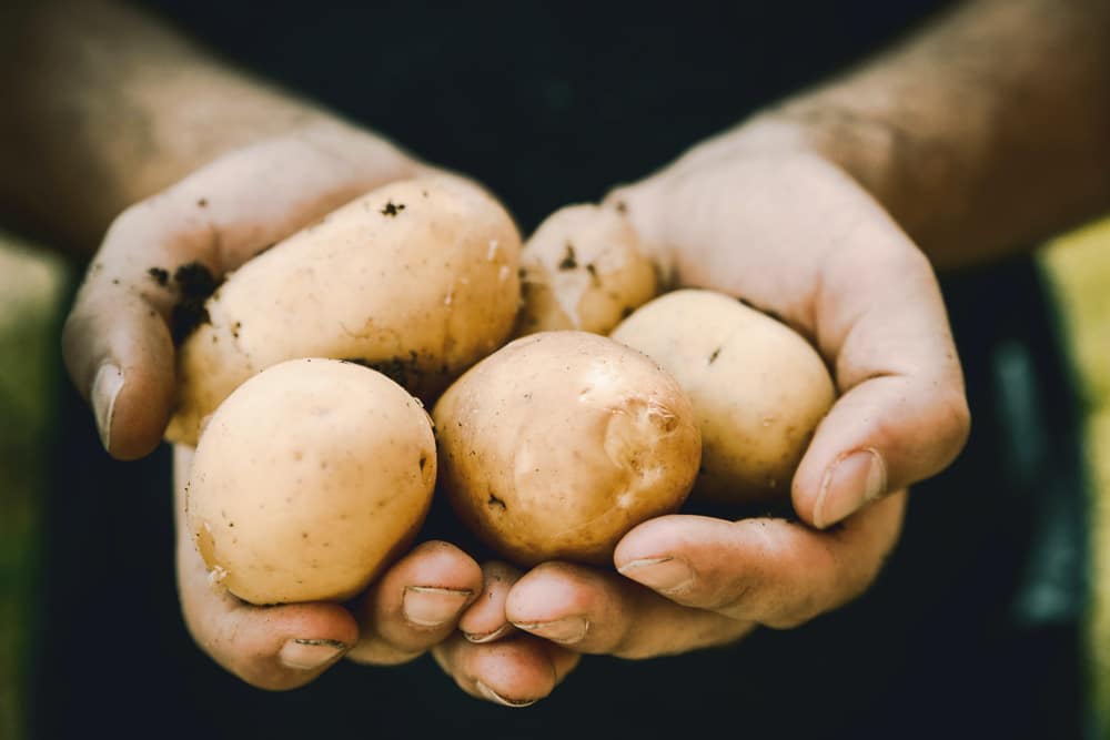 Image de pomme de terre dans les mains d'une personne