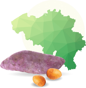La spécificité régionale ou la forme de la pomme de terre